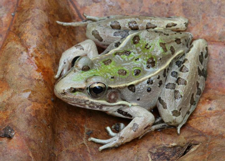 Leopard Frog